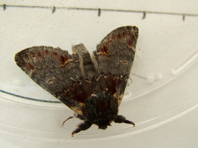 Iron Prominent